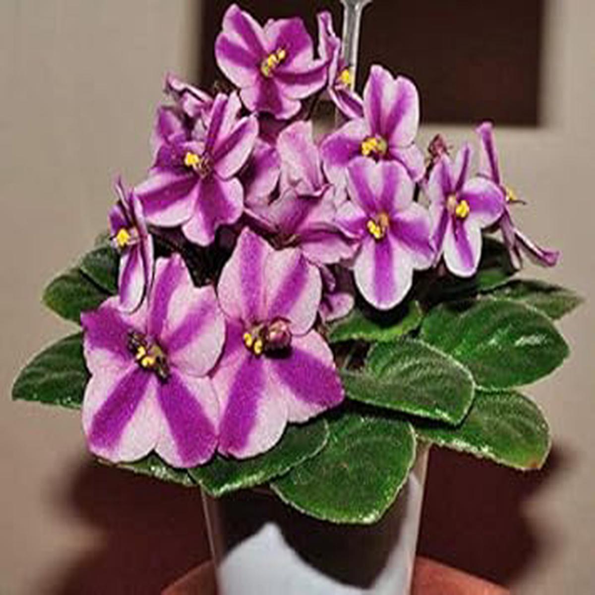 White Violet Saintpaulia Seeds for Planting Heirloom Non-GMO High Germination Organic Flower Variety