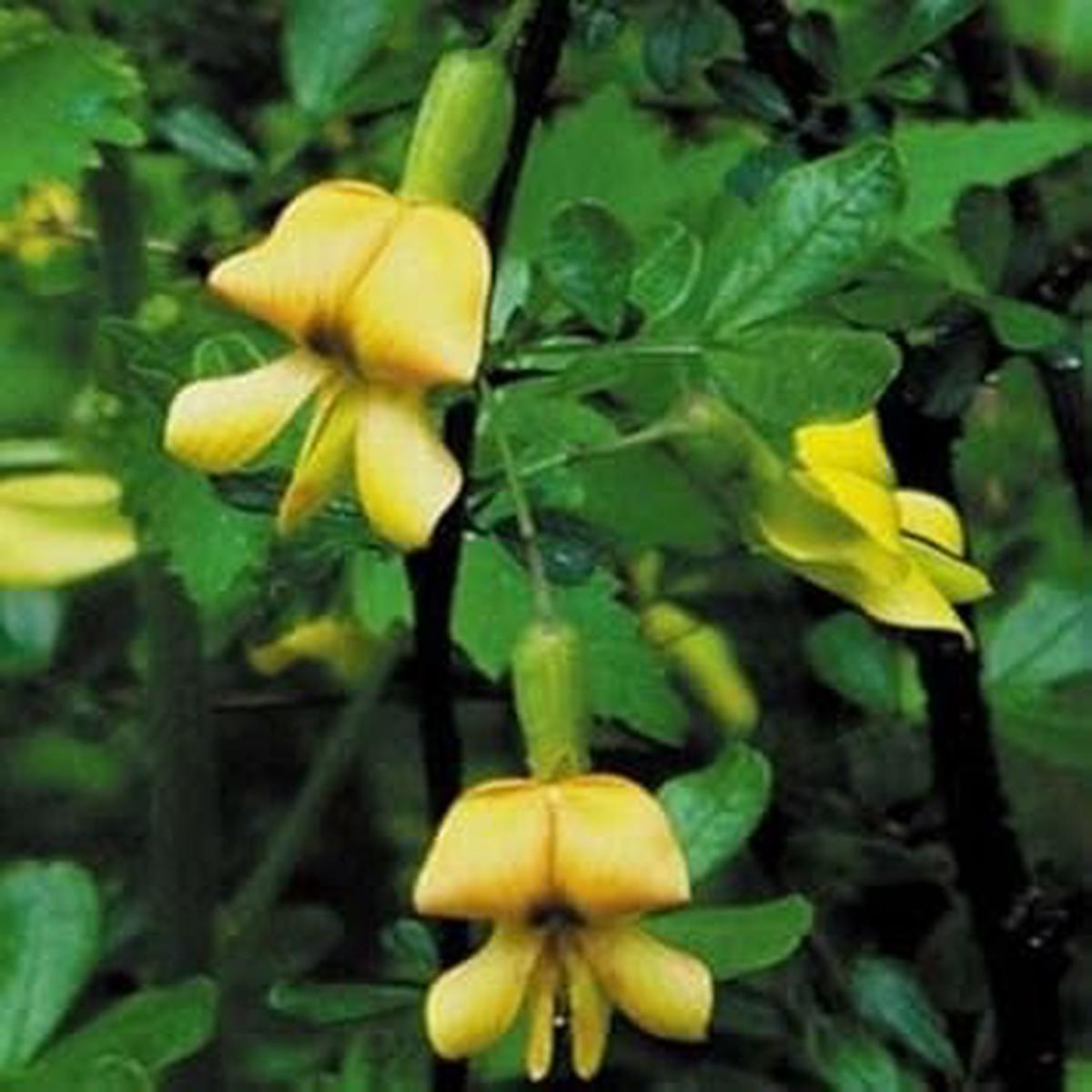 Yellow Astragalus Flower seeds for Planting – Wildflower Mix, Heirloom & GMO Free Seeds for Home Garden