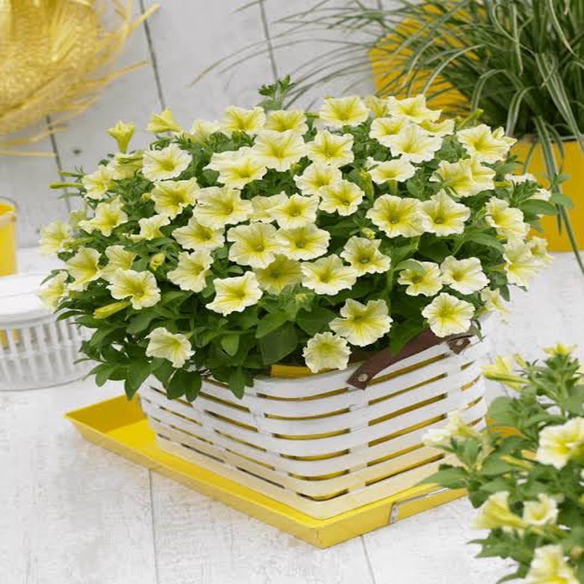Yellow Hanging Petunia Flower Seeds for Planting  Heirloom Non-GMO High Germination Bright Blooms