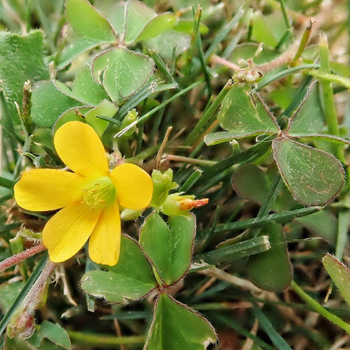 Yellow Oxalis Versicolor Flower Seeds for Planting  Heirloom, Non-GMO, High Germination Organic Garden Seeds
