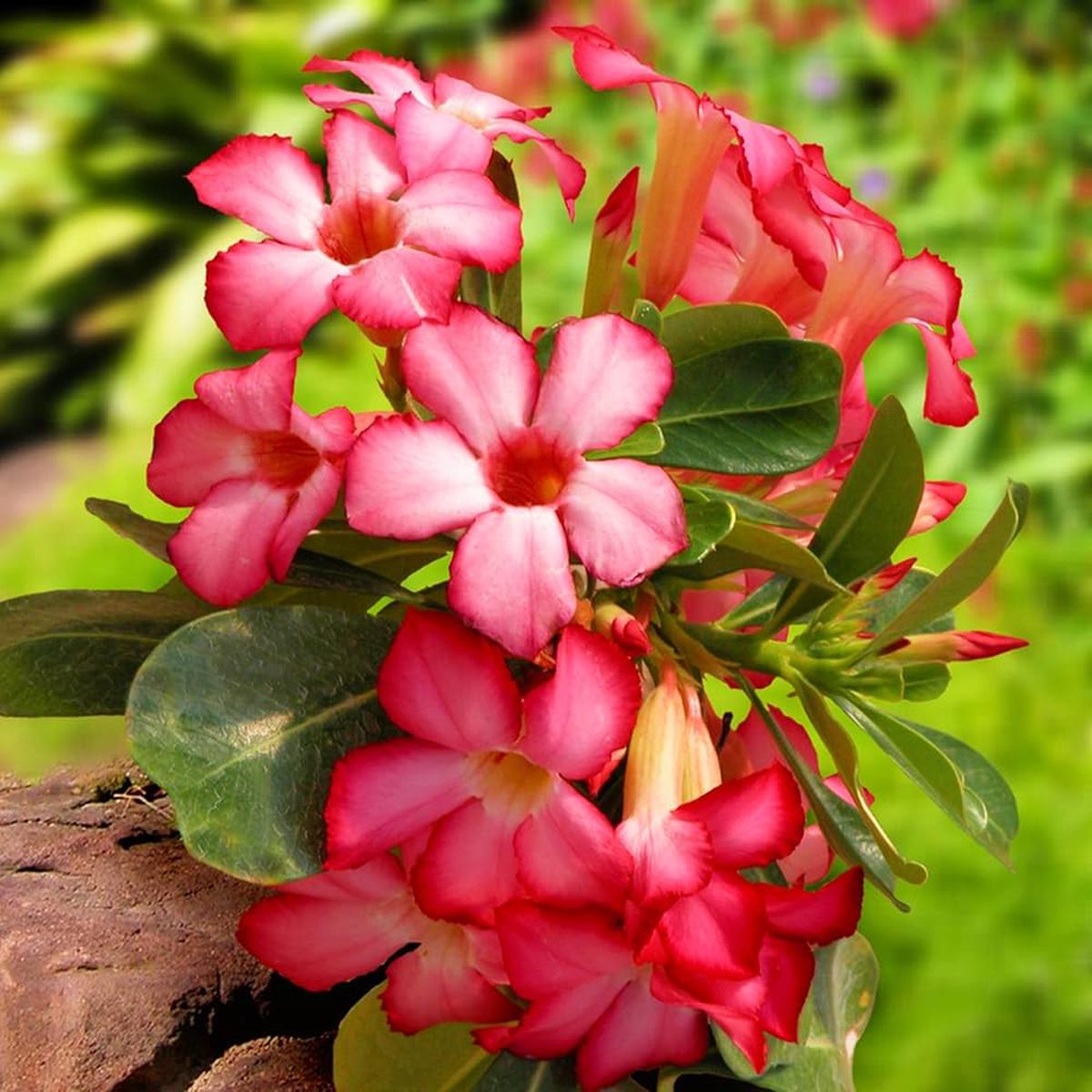 Adenium Obesum Flower Seeds  Heirloom Non-GMO Desert Rose Seeds for Colorful Garden Pots