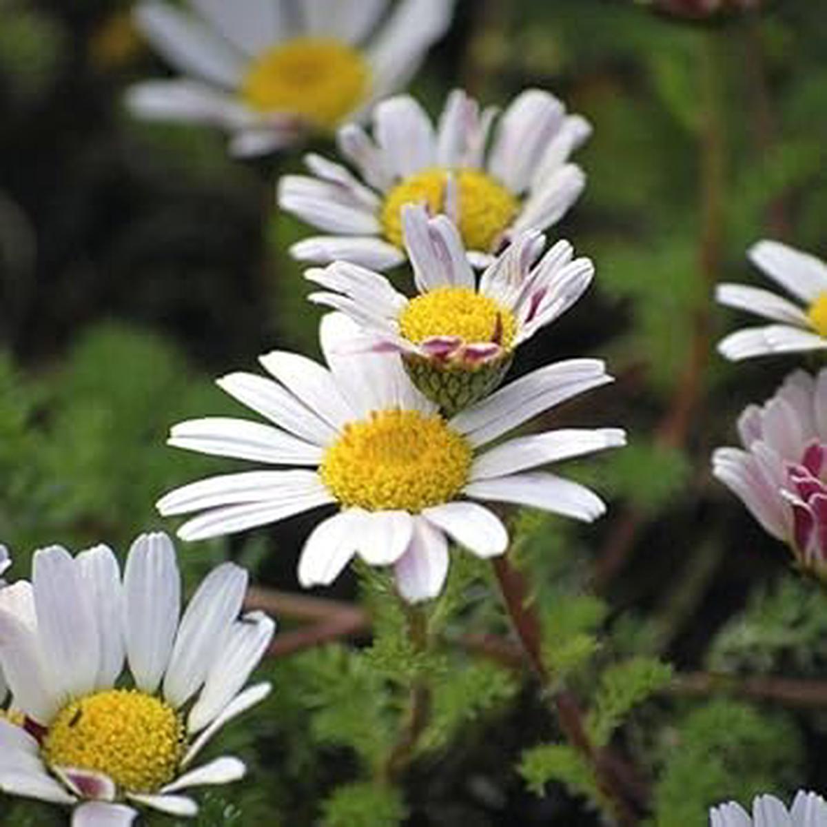 Anacyclus Pyrethrum Flower Seeds for Planting – 100
