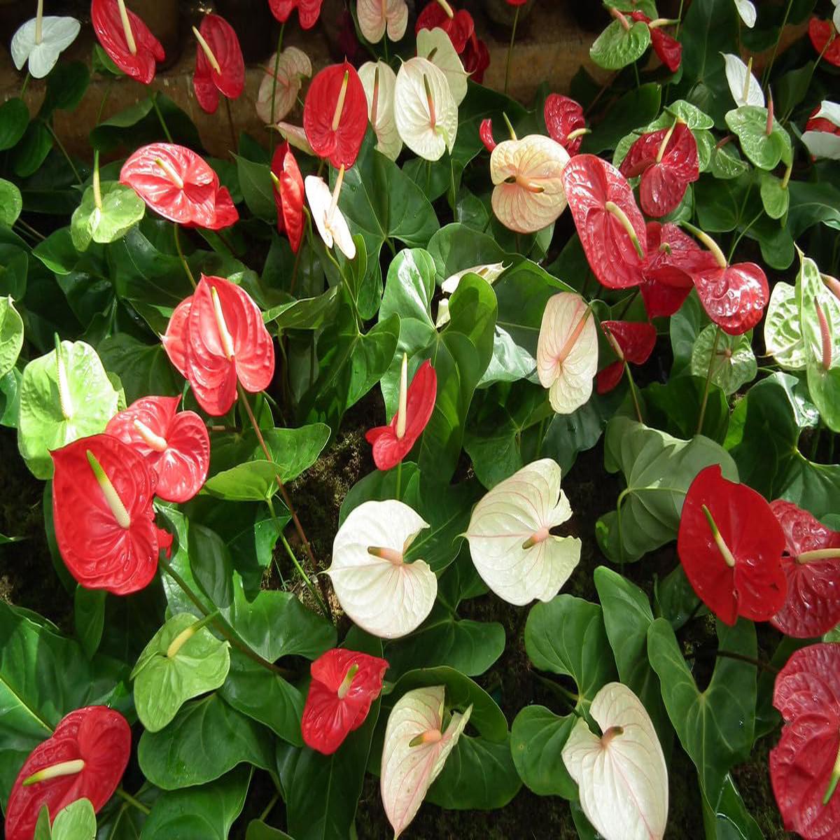 Anthurium Flower Seeds – White & Red Planting Seeds for Your Garden