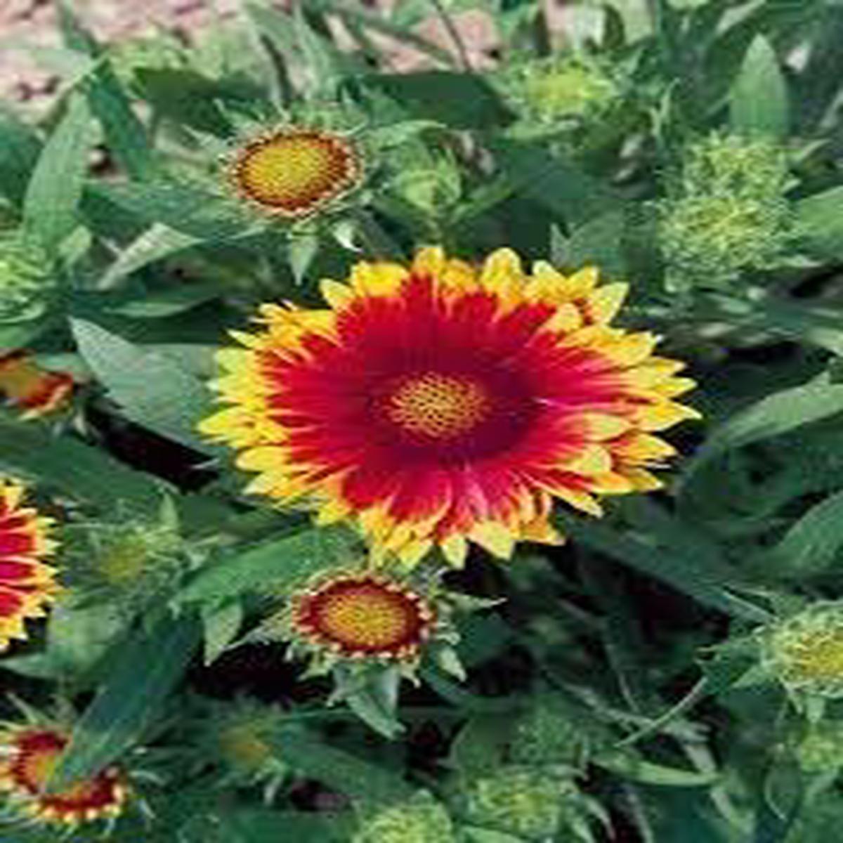 Arizona Flower seeds for Planting – Seasonal Bloomer, Heirloom & GMO Free Seeds for Home Garden