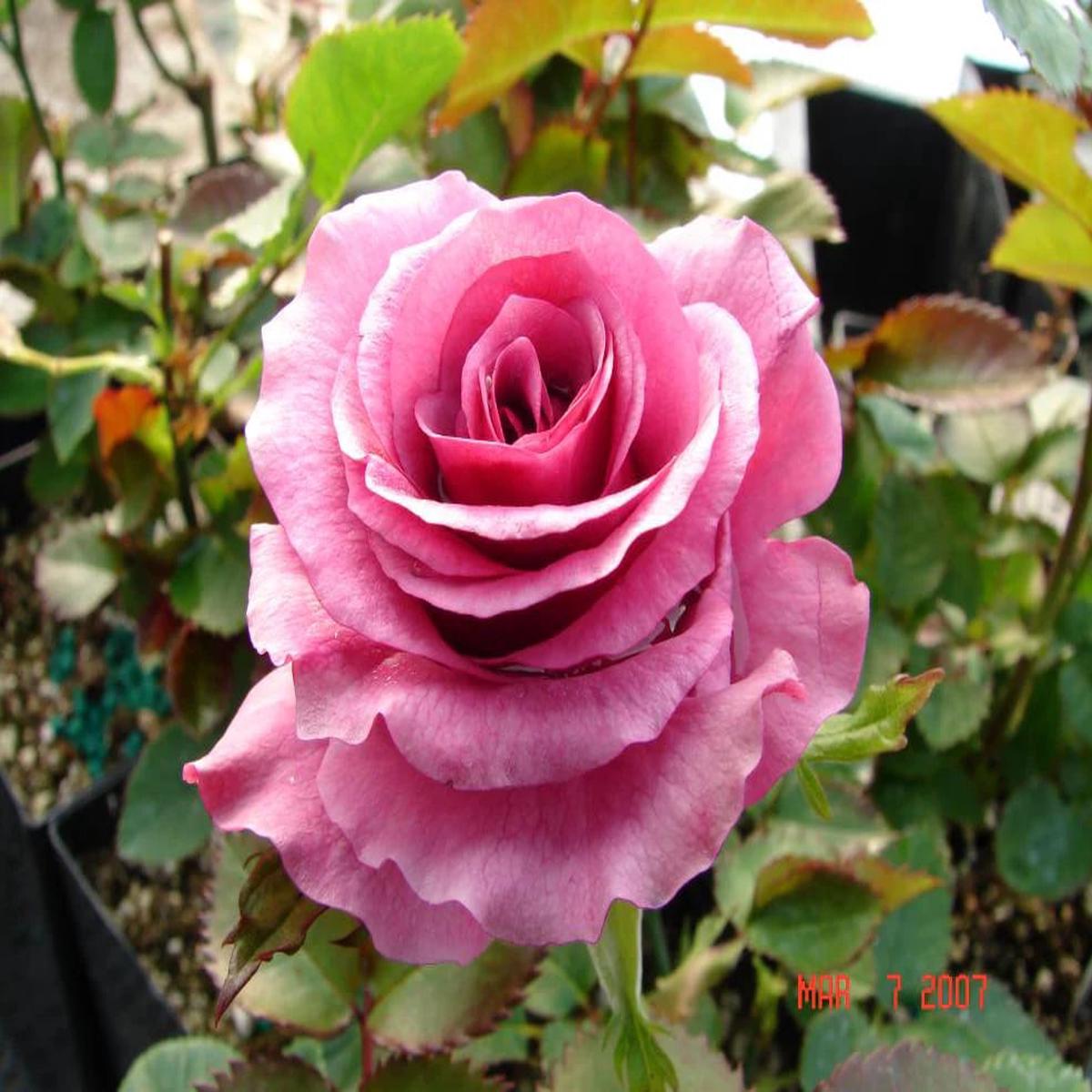 Barbara Streisand Lavender Rose Flower Seeds for Planting Heirloom, Non-GMO, High Germination