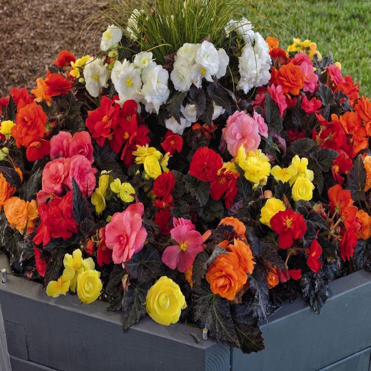 Begonia Mixed Flower Seeds for Planting Vibrant Multi-Color Blooms Heirloom, Non-GMO, High Germination