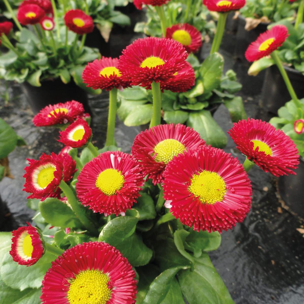 Bellis Red Yellow Seeds for Planting  Organic, Heirloom, Non-GMO Flower Seeds