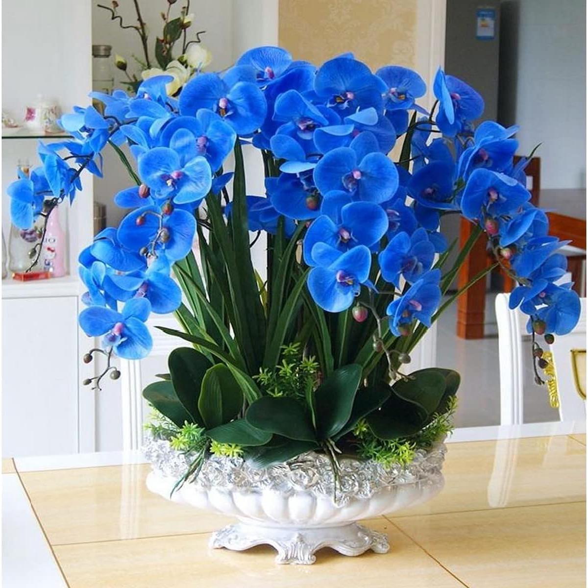 Blue Butterfly Orchid Flower seeds for Planting – Long Bloom Season, Heirloom & GMO Free Seeds for Home Garden