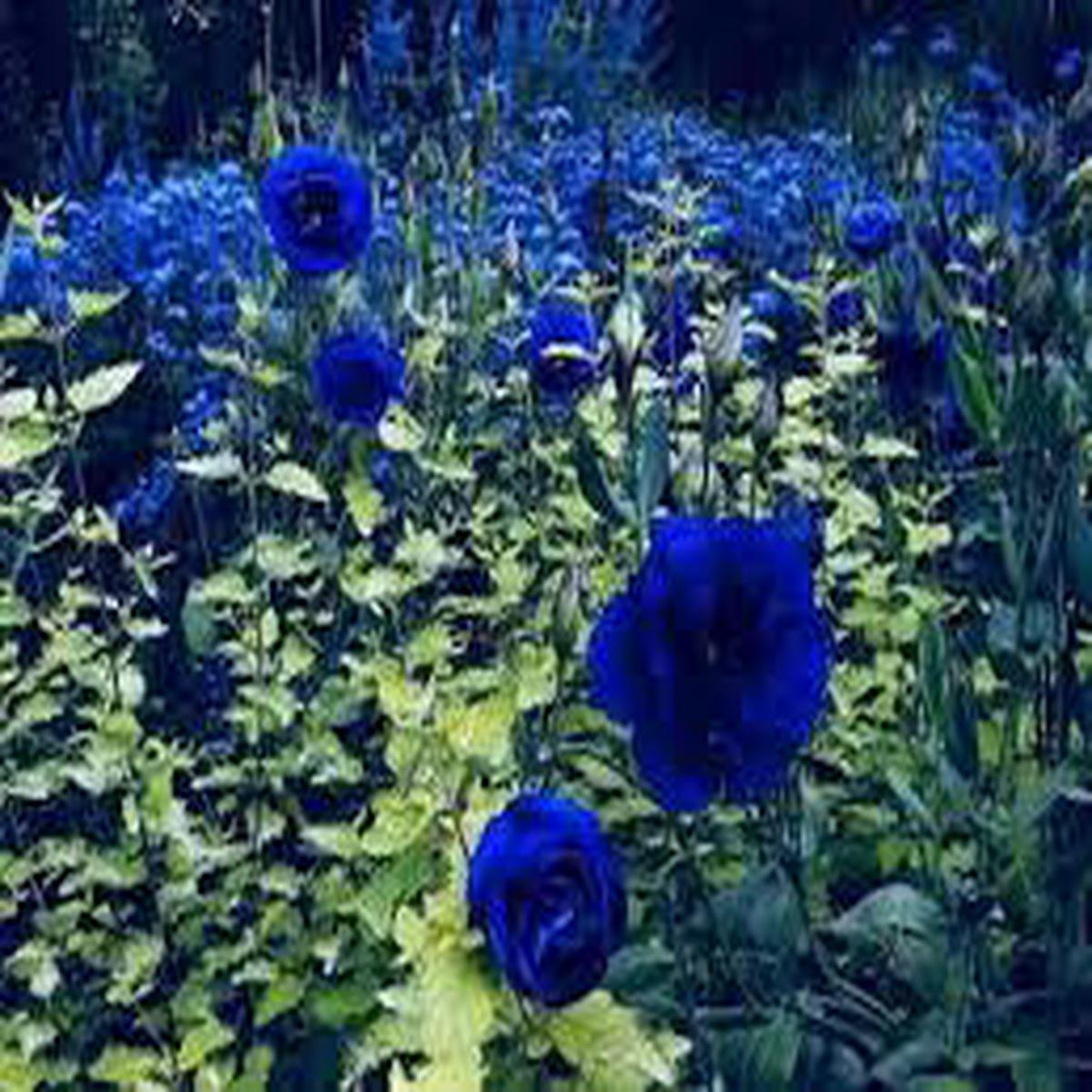 Blue Rose Tree Flower Seeds for Planting  Heirloom, Non-GMO, Long Bloom Season, High Germination
