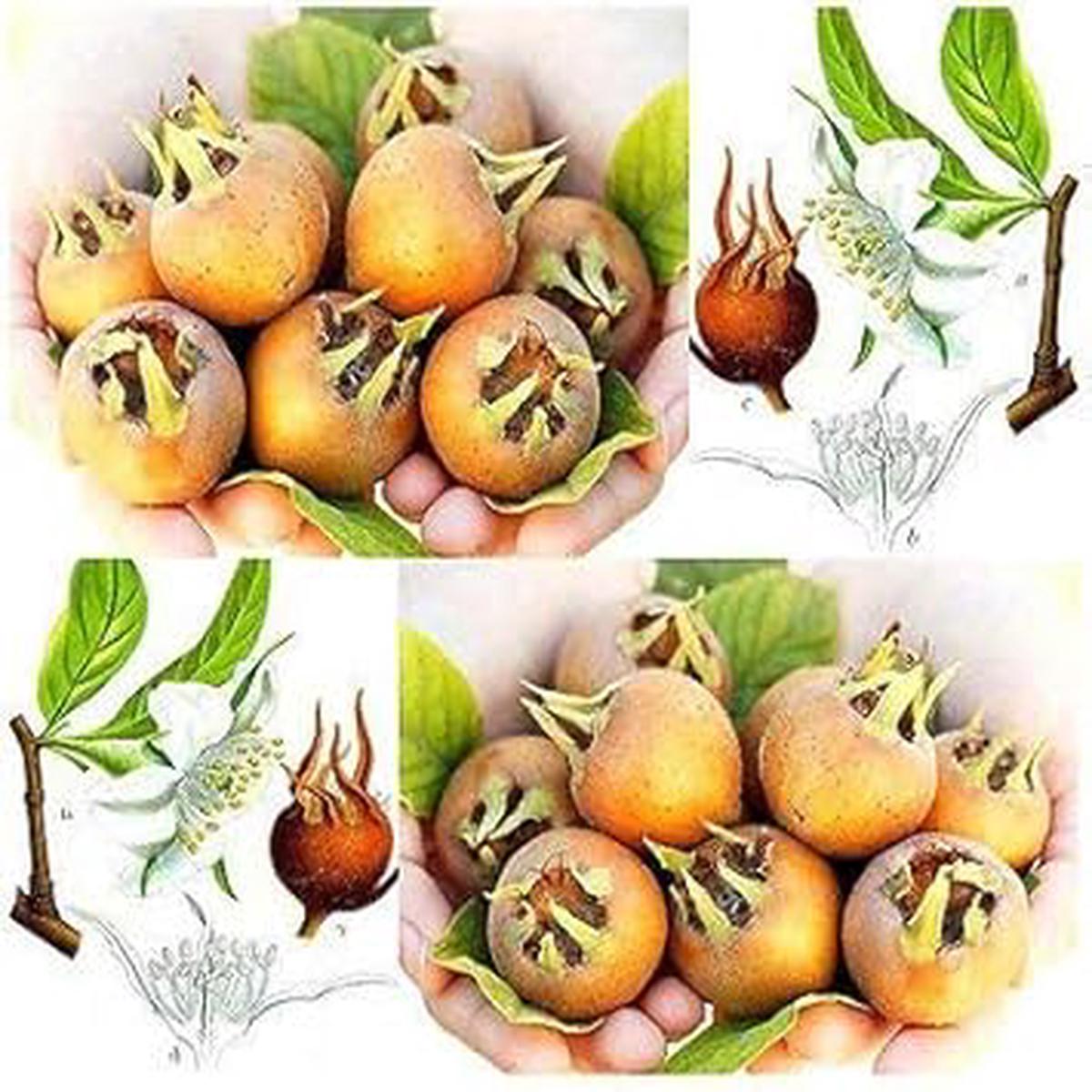 Brown Mespilus Germanica Flower seeds for Planting – Compact Growth, Heirloom & GMO Free Seeds for Home Garden