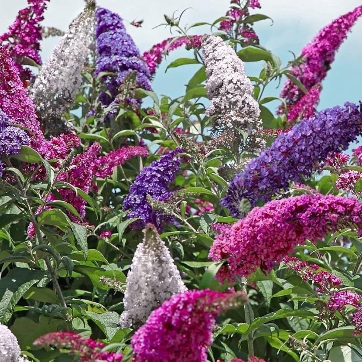 Buddleia Trikolore Flower Seeds for Planting  Heirloom, Non-GMO Premium Quality, High Germination Seeds