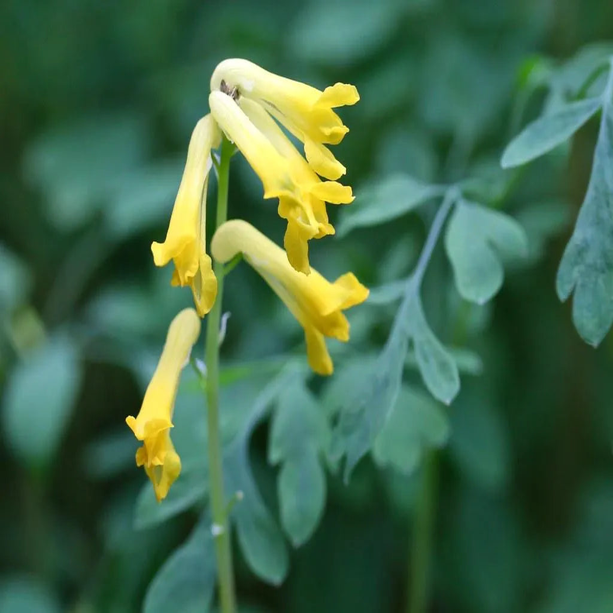 Corydalis Lutea Flower Seeds  Heirloom, Non-GMO, High Germination Organic Garden Seeds for Planting