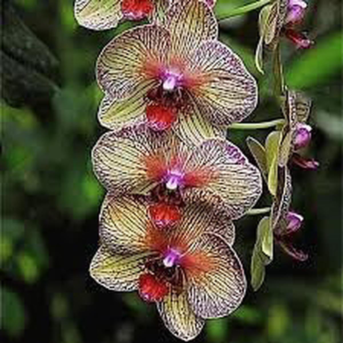 Cymbidium Orchid Seeds for Planting  Non-GMO Heirloom Organic Garden Seeds, High Germination