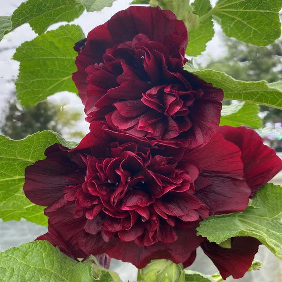 Dark Brown Althaea Rosea Flower Seeds for Planting