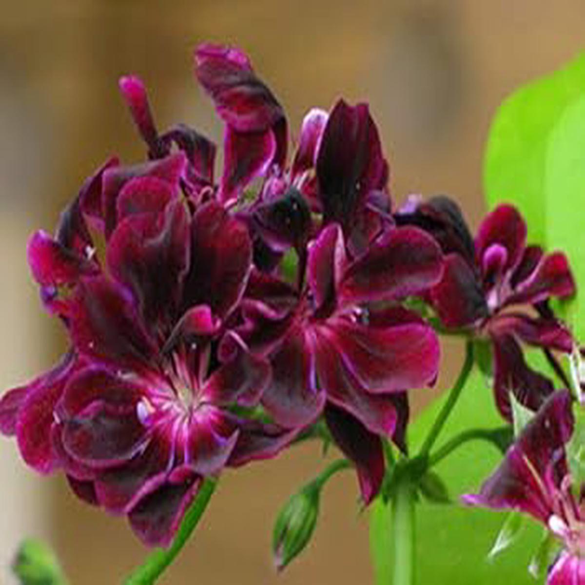 Dark Pink & Black Geranium Flower Seeds for Planting  Heirloom, Non-GMO, High Germination Decorative Garden Bloom Seeds