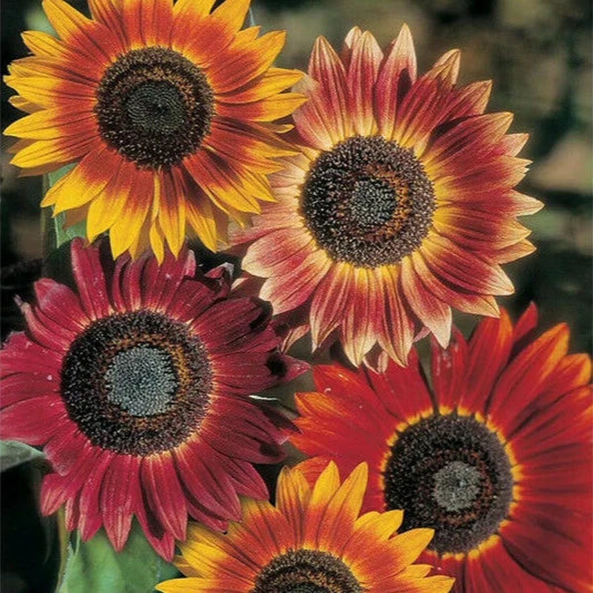Evening Sun Sunflower Seeds Bicolor Multicolor Flowers Sun Flower Seed  Heirloom, Non-GMO, High Germination Organic Garden Seeds
