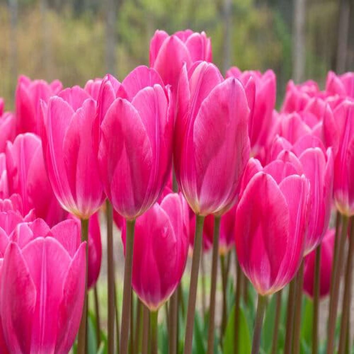 Giant Tulip Flower Pink – Heirloom, Non – Gmo Seeds