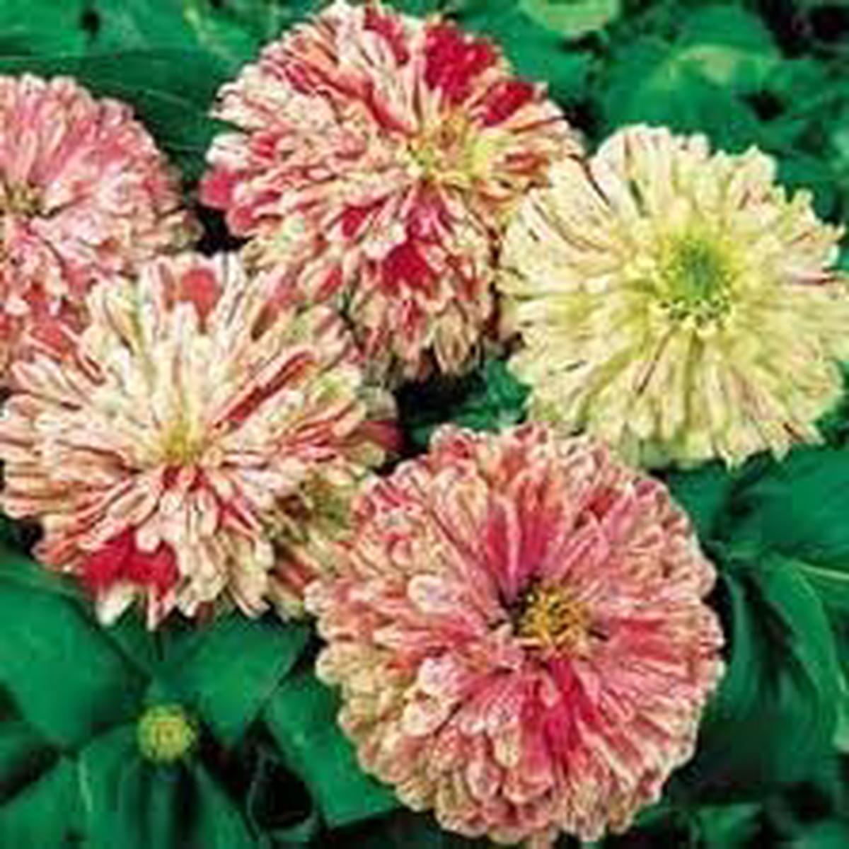 Heirloom Elegans Peppermint Flower Seeds  Non-GMO, Aromatic, Colorful Garden Planting Seeds
