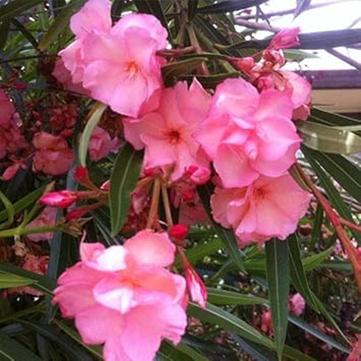 Heirloom Nerium Flower Seeds, Non-GMO Fragrant Blooms for Planting
