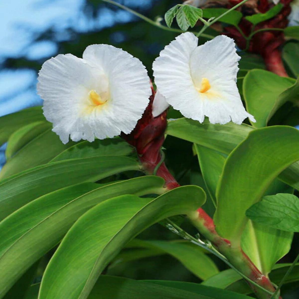 Heirloom Non-GMO Costus Barbatus Flower Seeds for Planting  High Germination Tropical Spiral Ginger Blooms