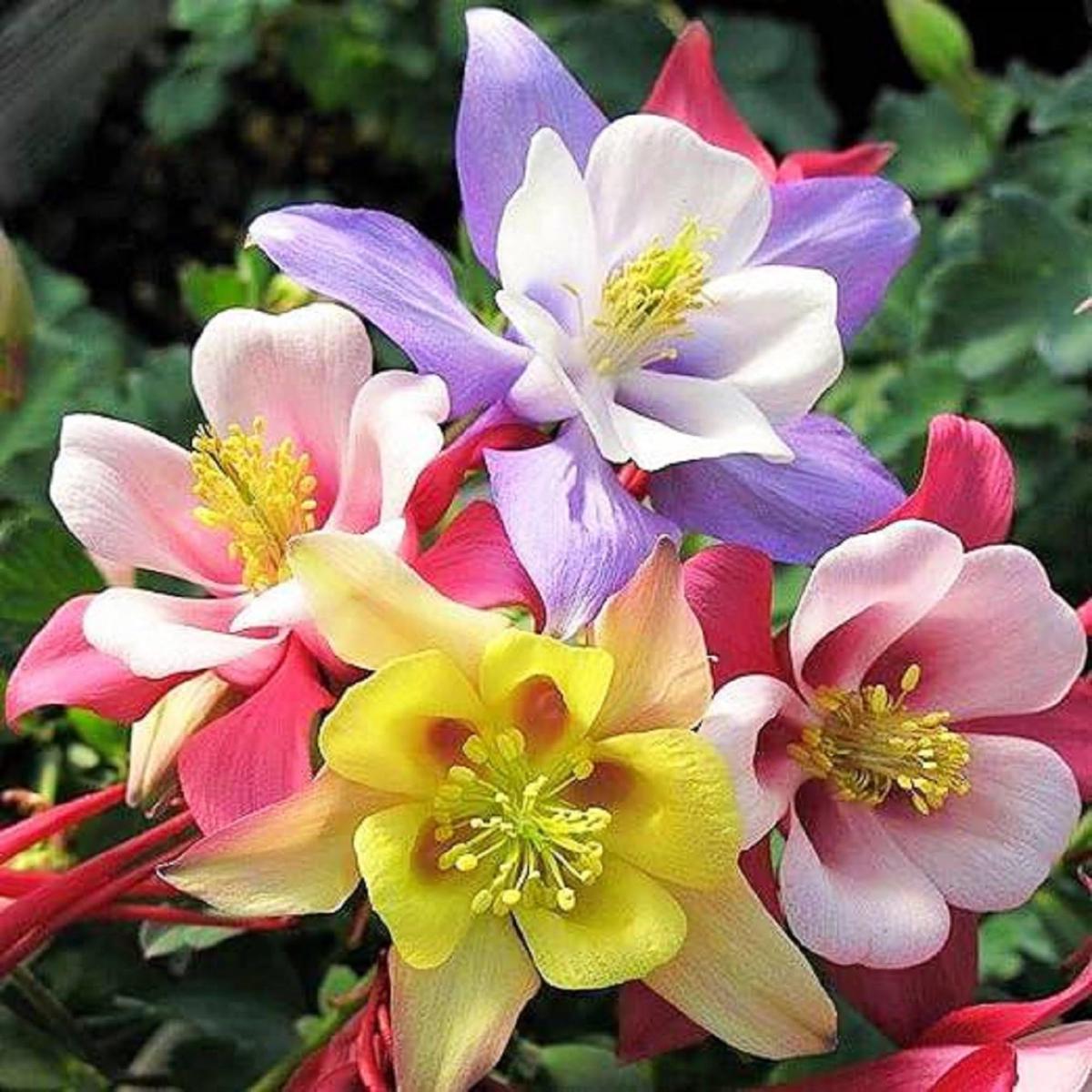 Heirloom Non-GMO Multi-Colored Columbine Flower Seeds for Planting  Vibrant Perennial Seeds