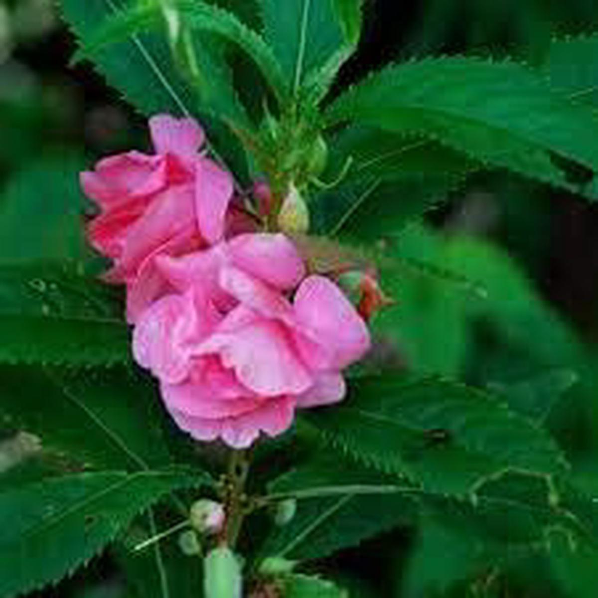 Heirloom Non-GMO Pink Balsamine Flower Seeds for Garden Planting  Bright Annual Blooms