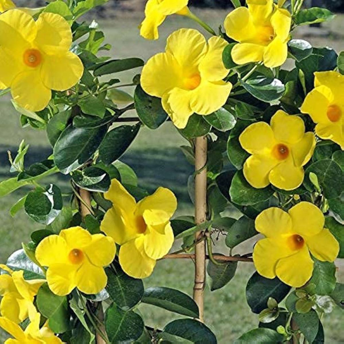 Heirloom Yellow Mandevilla Sanderi Flower Seeds for Planting  Non-GMO, High Germination, Vibrant Garden Blooms
