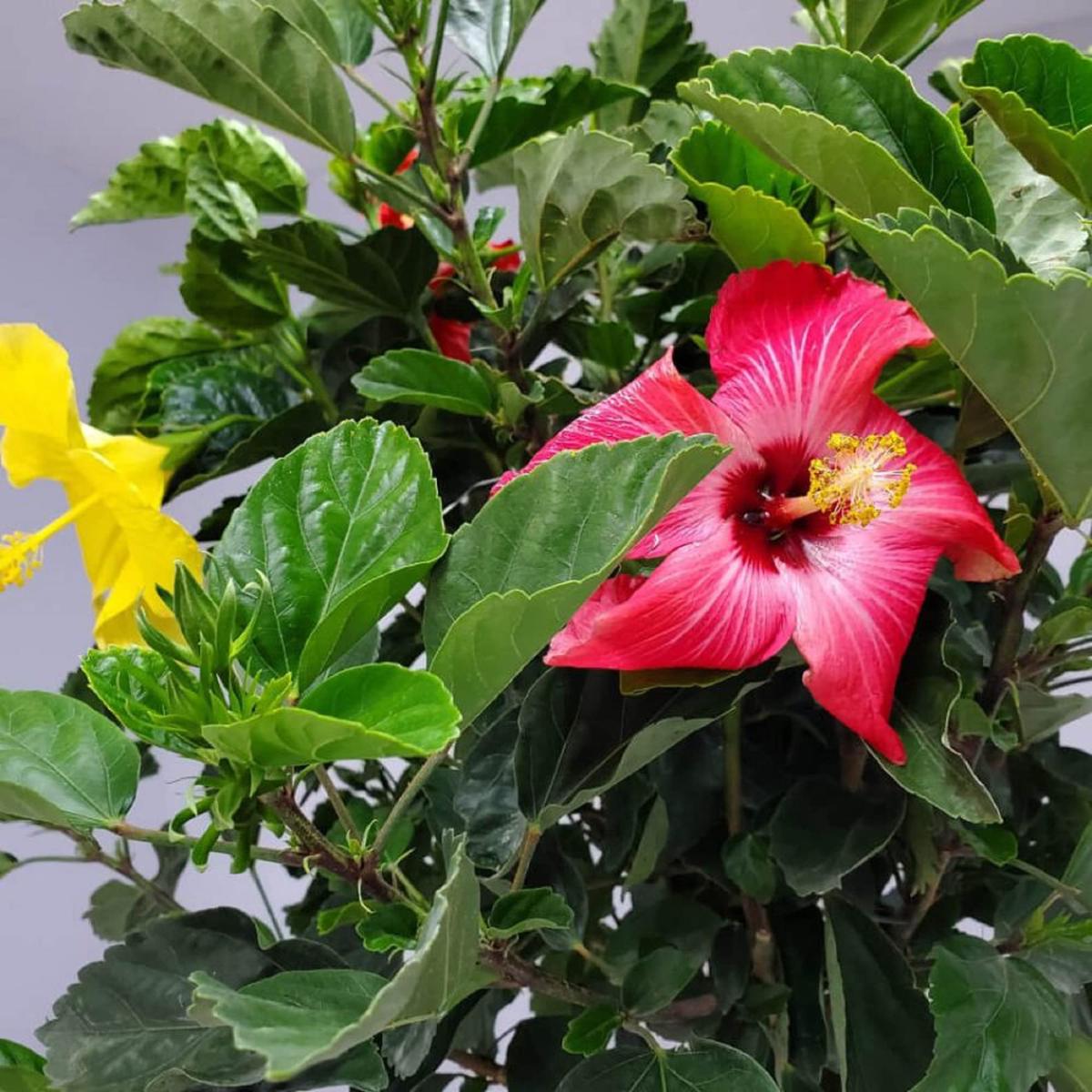 Hibiscus Seeds ( , Types, Rosa-Sinensis, Flowering Tree)