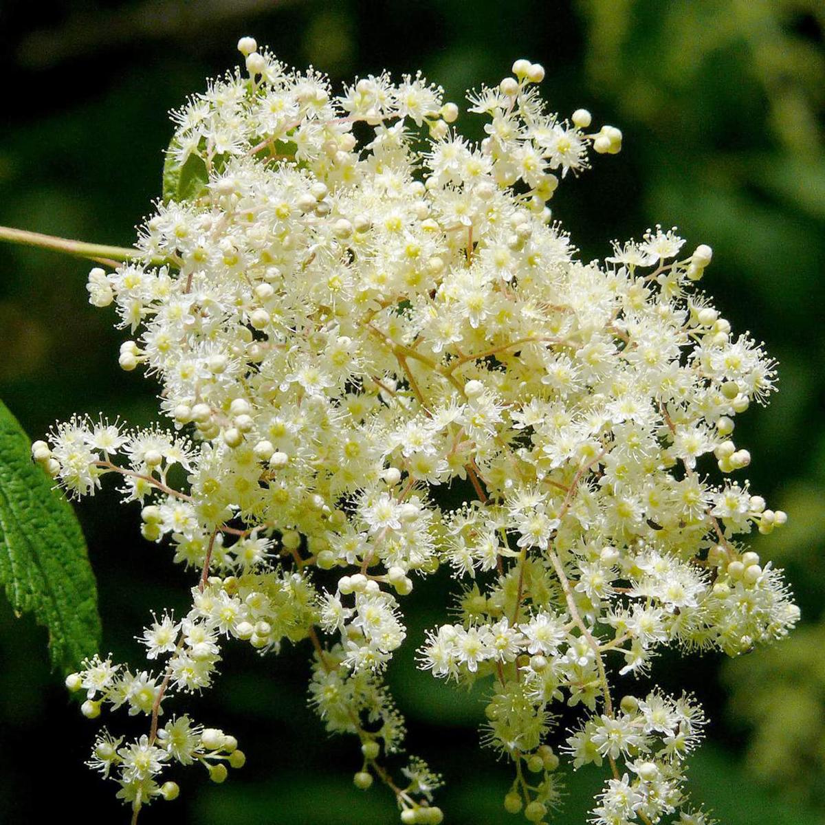 Holodiscus Discolor (Ocean Spray) Flower Seeds for Planting Heirloom, Non-GMO, Perennial, Shrub