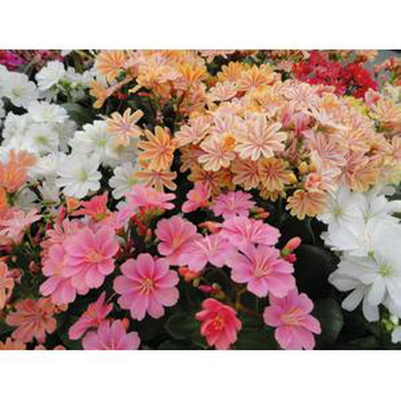 Lewisia Elise Mix – 5 seeds