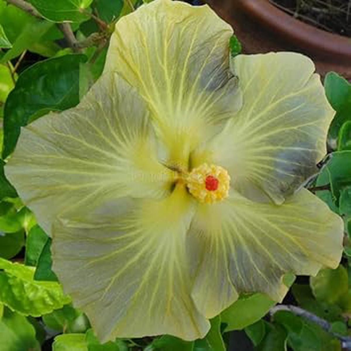 Light Grey Hibiscus Flower seeds for Planting Long Bloom Season Heirloom & GMO Free Seeds for Home Garden   Sale