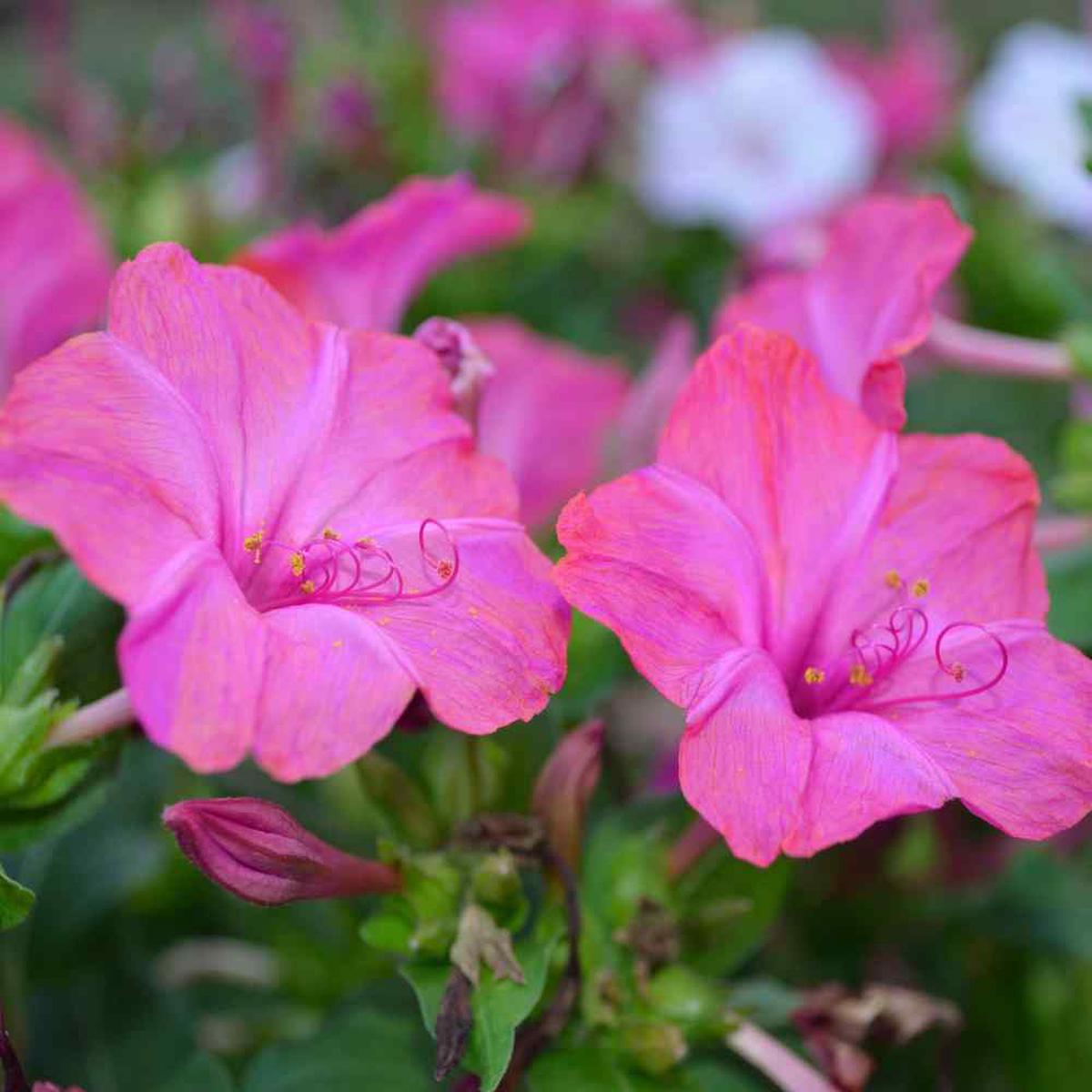 Light Pink Mirabilis Flower seeds for Planting Low Maintenance Heirloom & GMO Free Seeds for Home Garden
