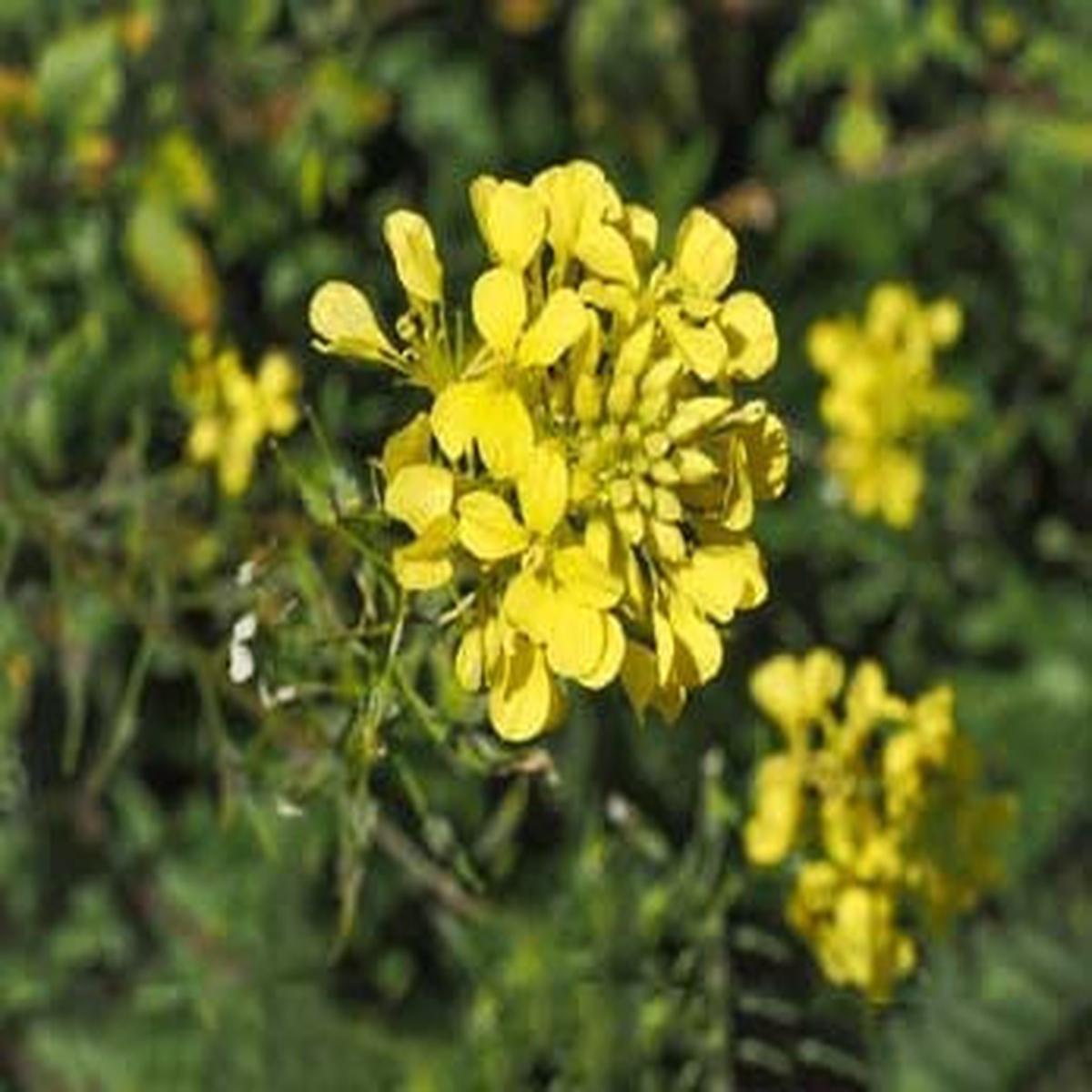 Light Yellow Brassica Oleracea Flower Seeds for Planting Heirloom, Non-GMO, Sun-Loving, High Germination