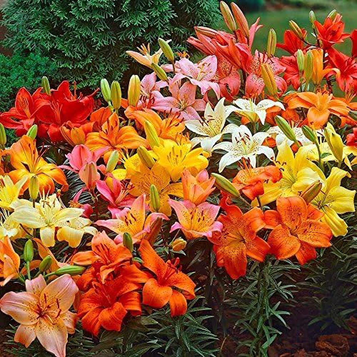 Lily Lilium Flower Seeds for Planting  Elegant Blooms for Home Gardens