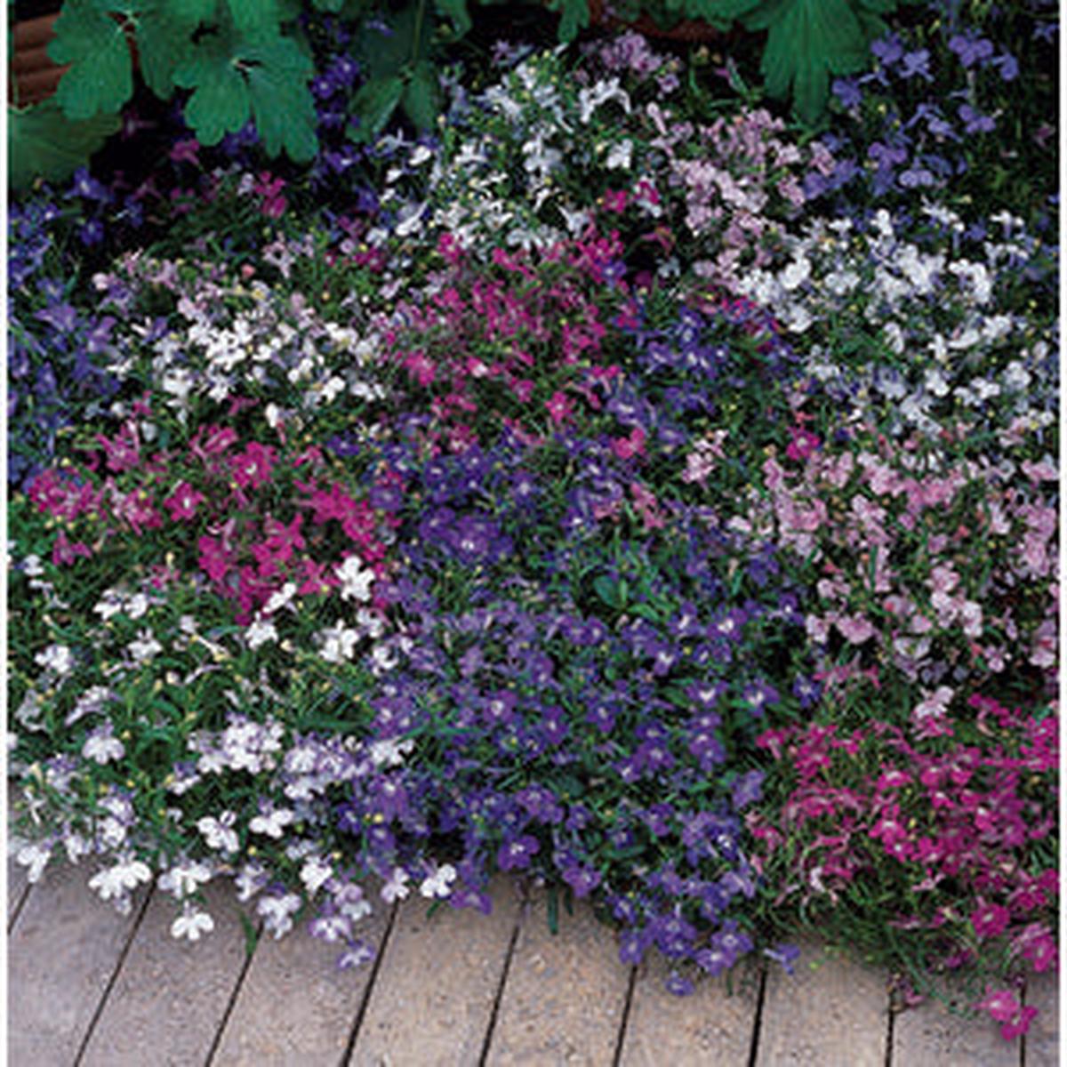 Lobelia Riviera Mix – 200 seeds