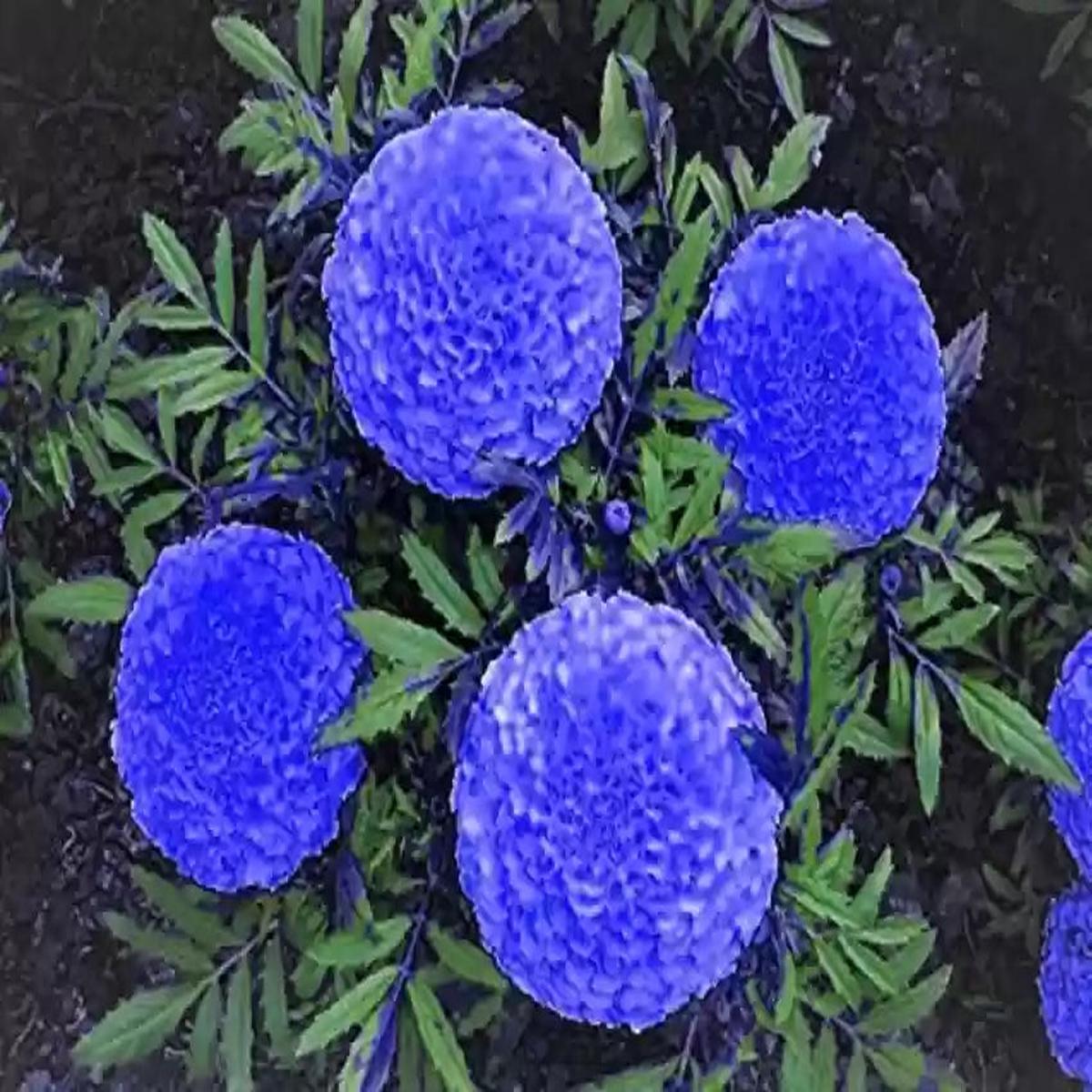 Marigold Flower Seeds 100 pc for Planting 100 pcs