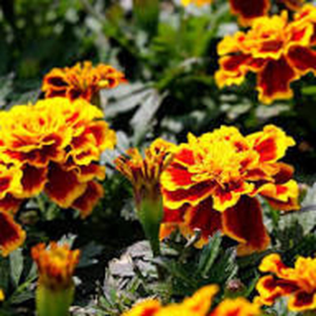 Marigold Sparky Flower Seeds for Planting  Heirloom, Non-GMO, Cut Flower Favorite Organic Garden Seeds