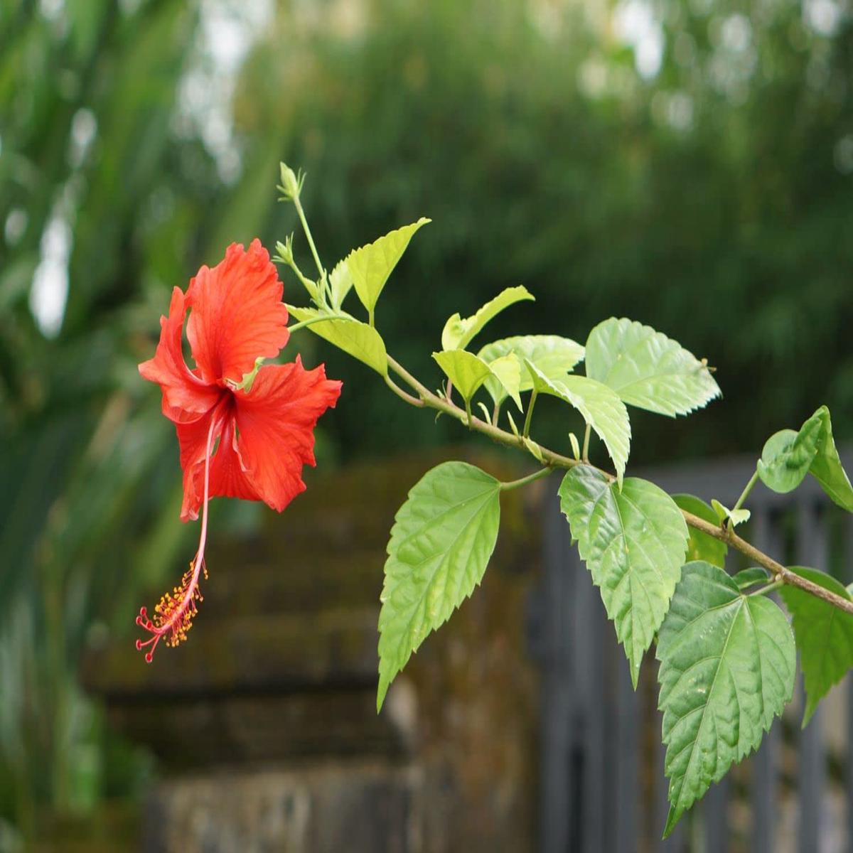 Mini Ballerina Hibiscus Seeds for Planting Hibiscus rosa-sinensis for flower beds and tropical gardens