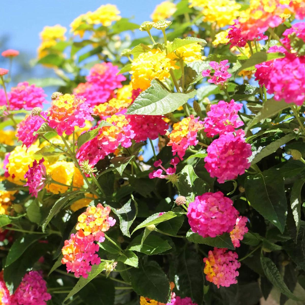 Mix Lantana Flower seeds for Planting Colorful Display Heirloom & GMO Free Seeds for Home Garden Sale