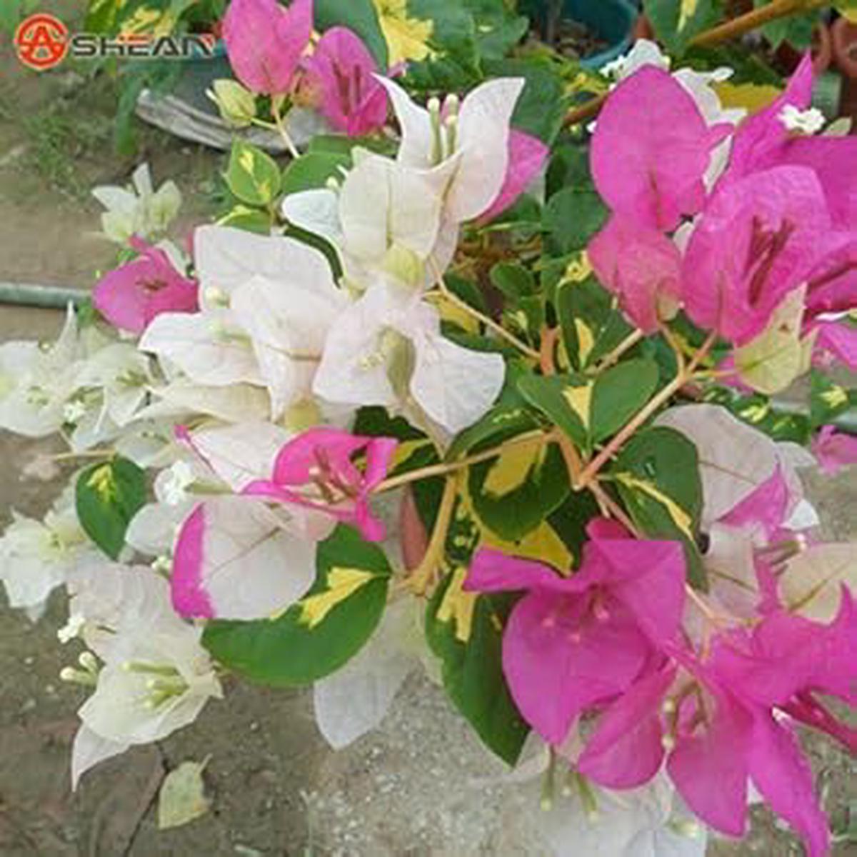 Mixed Bougainvillea Seeds Organic, Heirloom, Non-GMO Plant Seeds for Planting