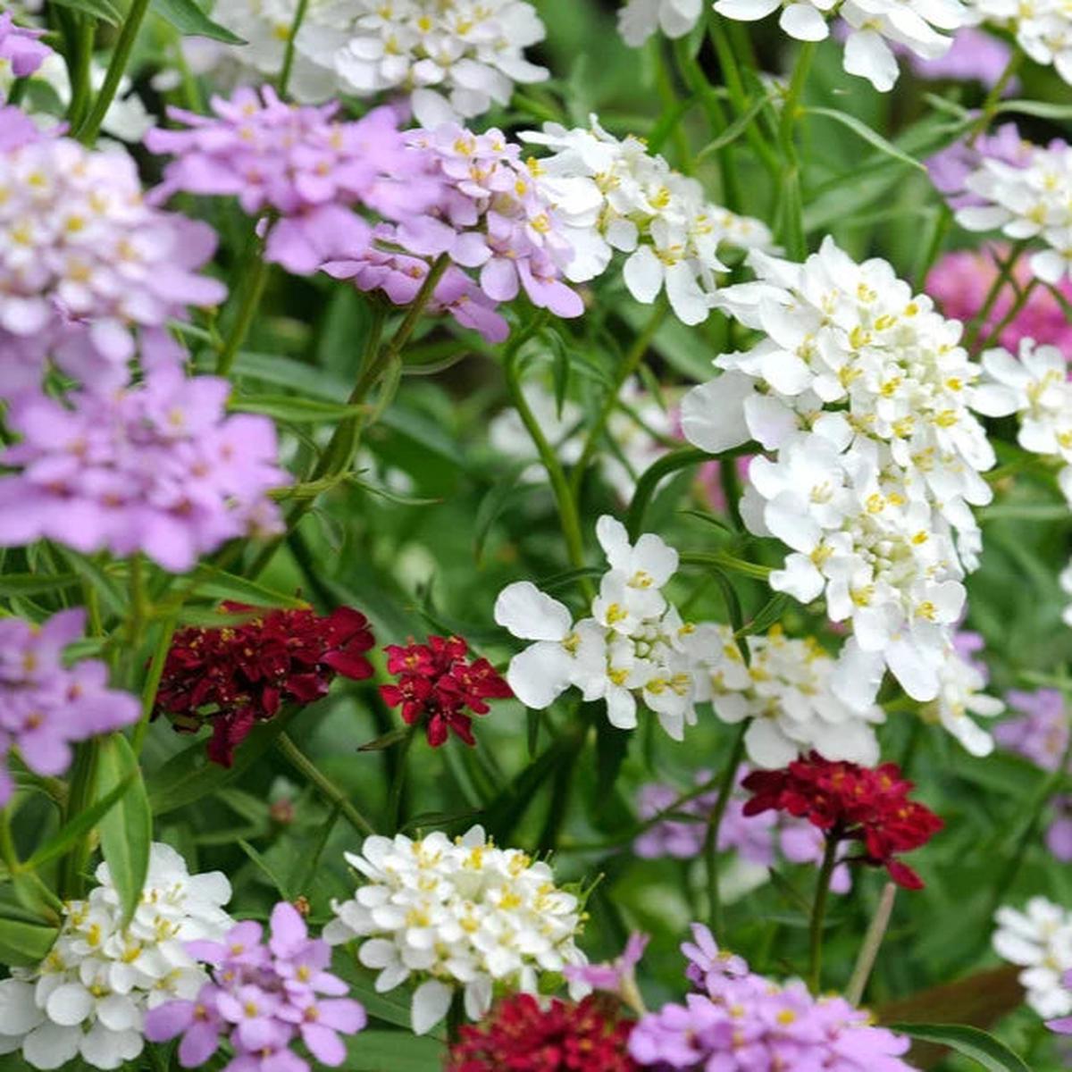 Mixed Candytuft Flower seeds for Planting – Wildflower Mix, Heirloom & GMO Free Seeds for Home Garden
