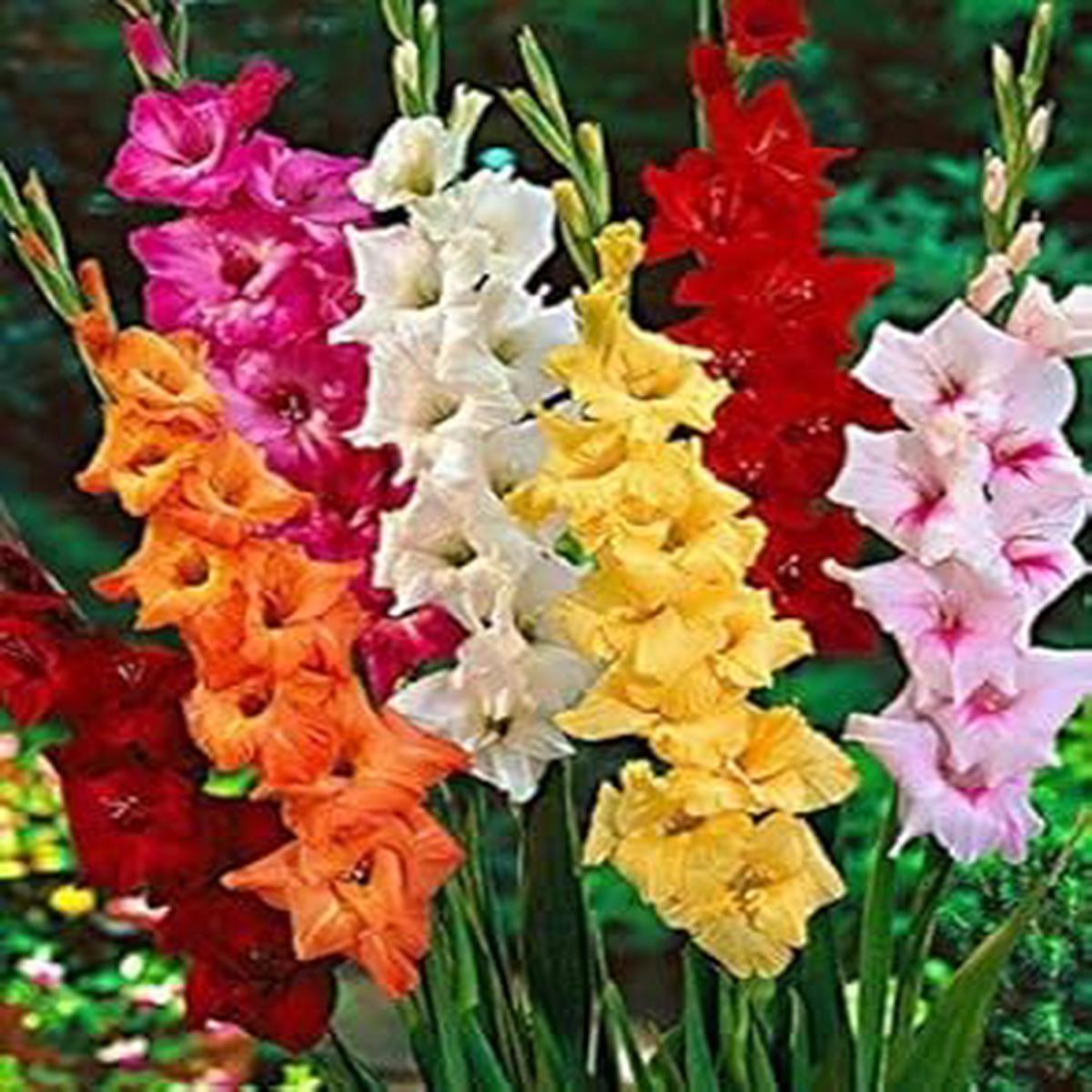 Mixed Gladiolus Flower seeds for Planting – Sun Loving, Heirloom & GMO Free Seeds for Home Garden