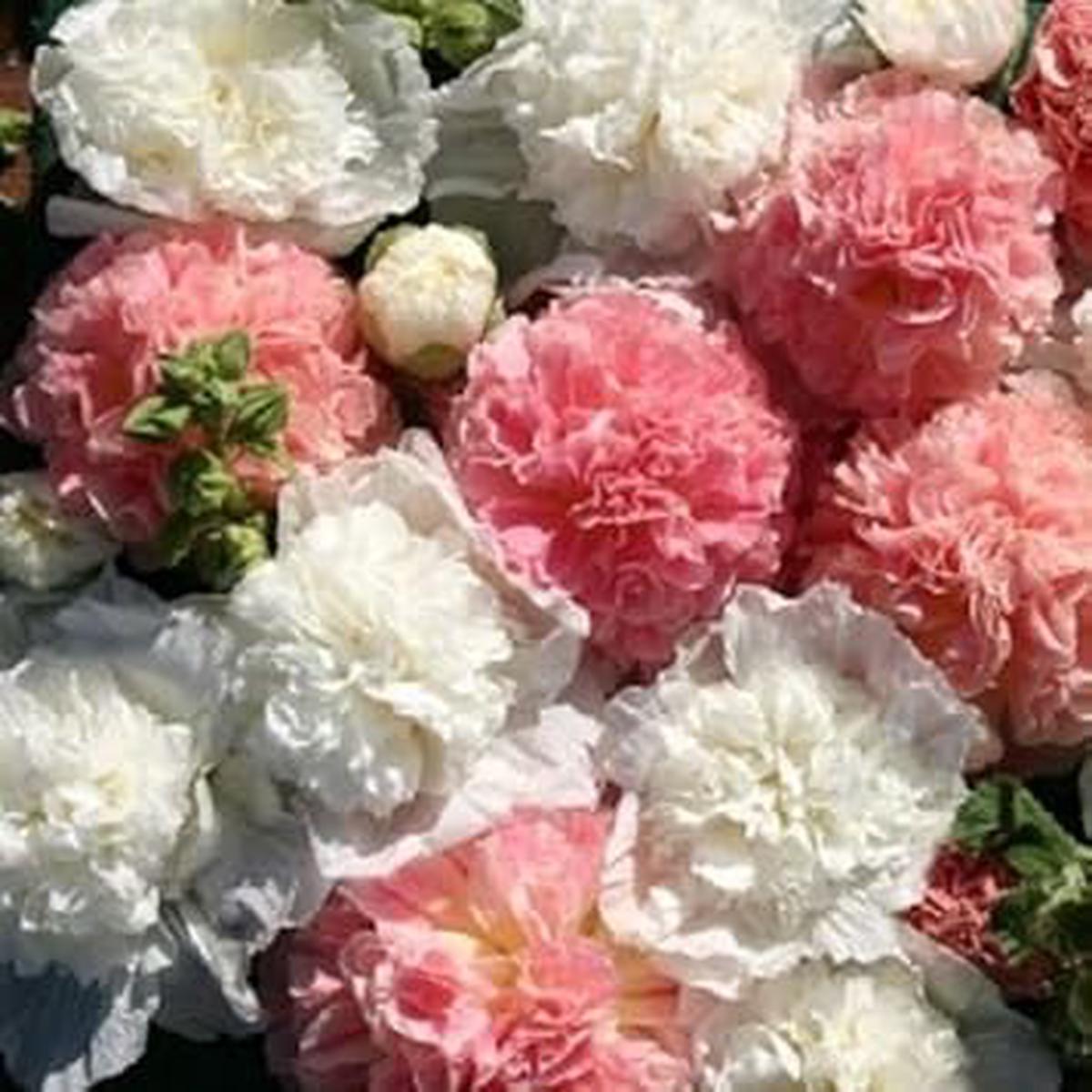 Mixed Hollyhock Double Flower seeds for Planting – Perfect for Borders, Heirloom & GMO Free Seeds for Home Garden
