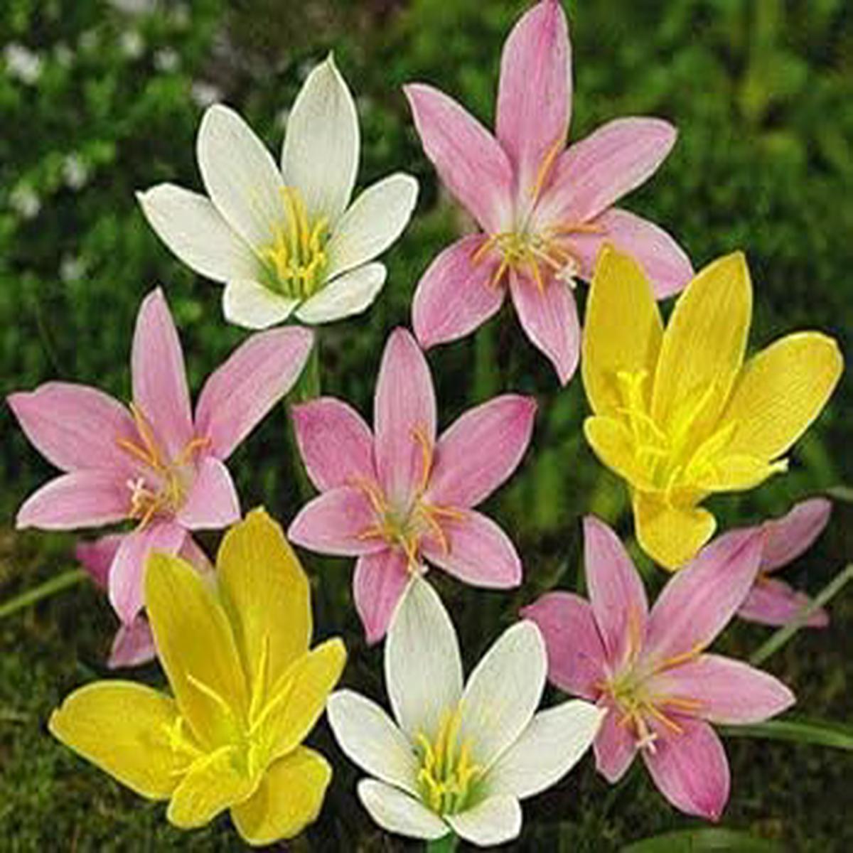 Mixed Rain Lily Flower Seeds for Planting – NON GMO Seeds