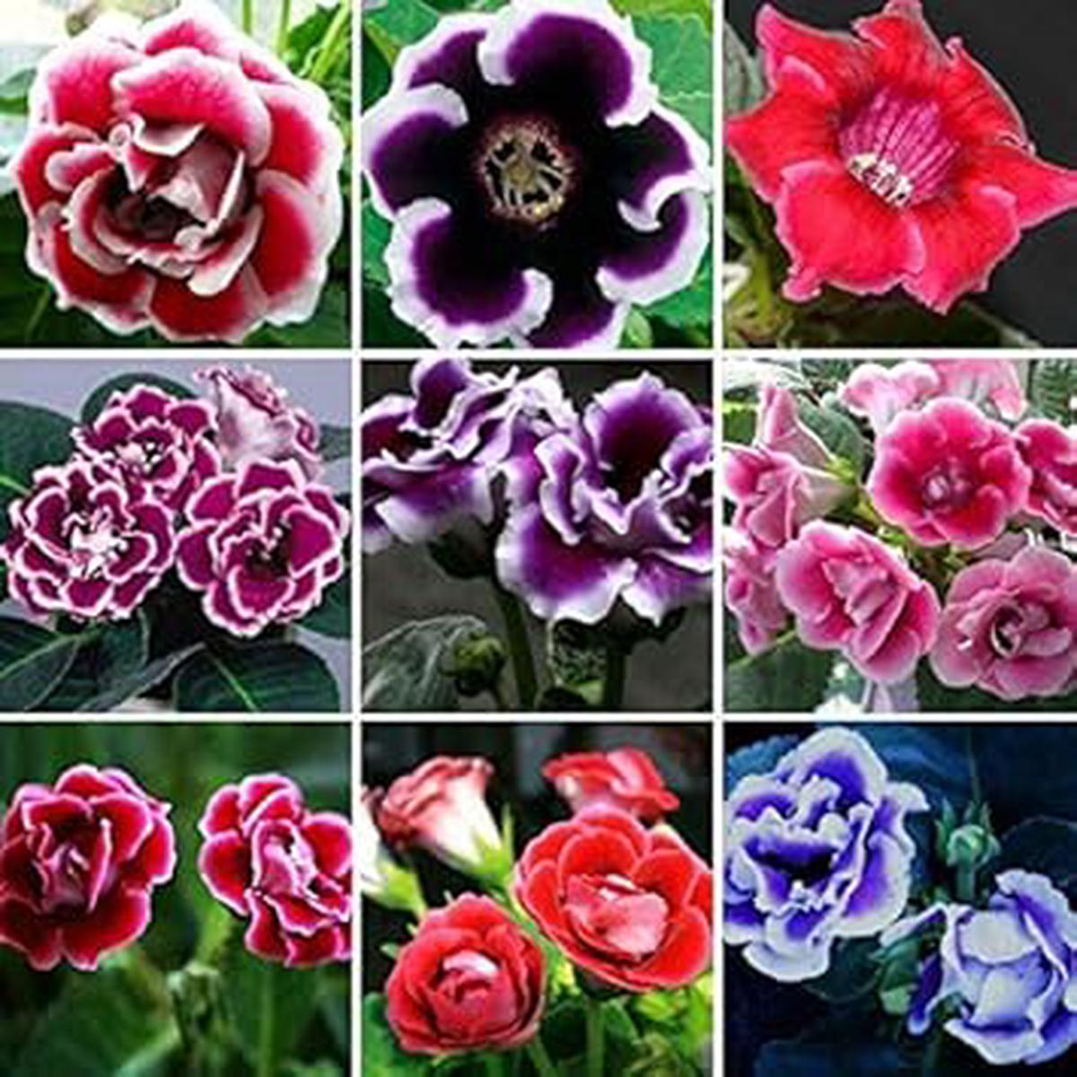 Multicolor Gloxinia Flower Seeds for Planting  Heirloom, Non-GMO, Organic Garden Seeds with High Germination