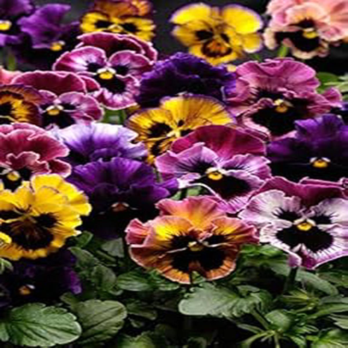 Orange Blue Pansy Seeds for Planting Organic Heirloom Non-GMO High Germination Flower Seeds
