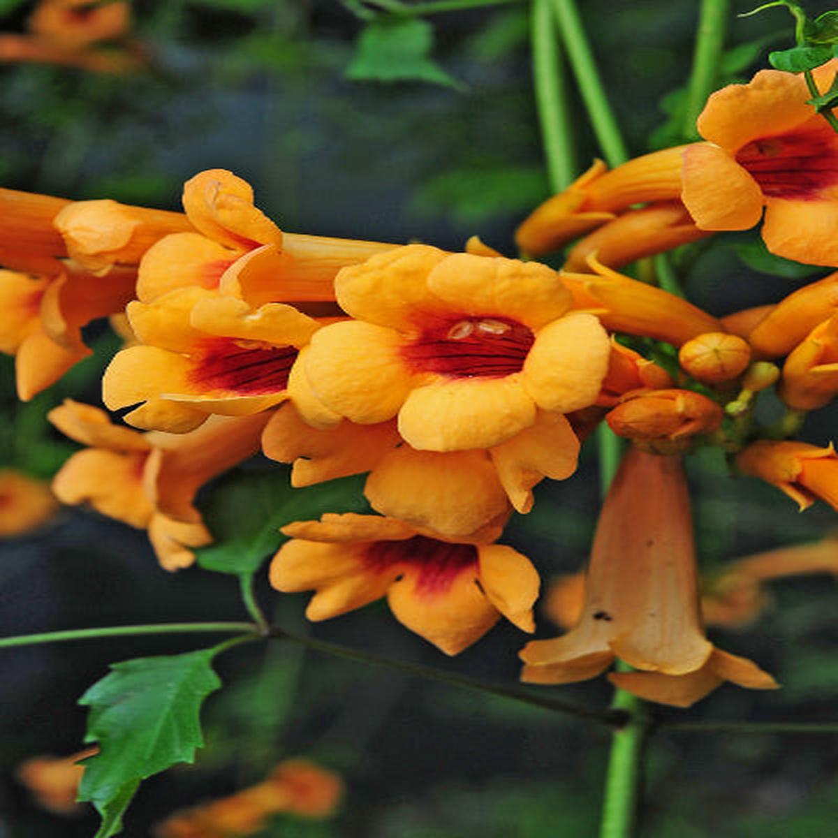 Orange Clematis Flower Seeds for Planting  Low Maintenance Heirloom Non-GMO Seeds for Home Garden