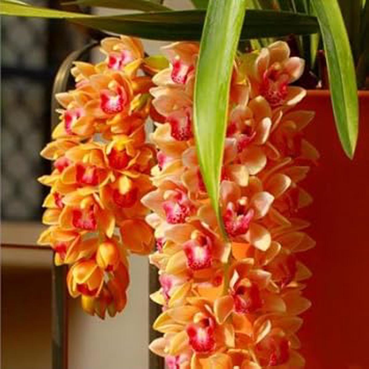 Orange Cymbidium Orchid Flower seeds for Planting – Sun Loving, Heirloom & GMO Free Seeds for Home Garden