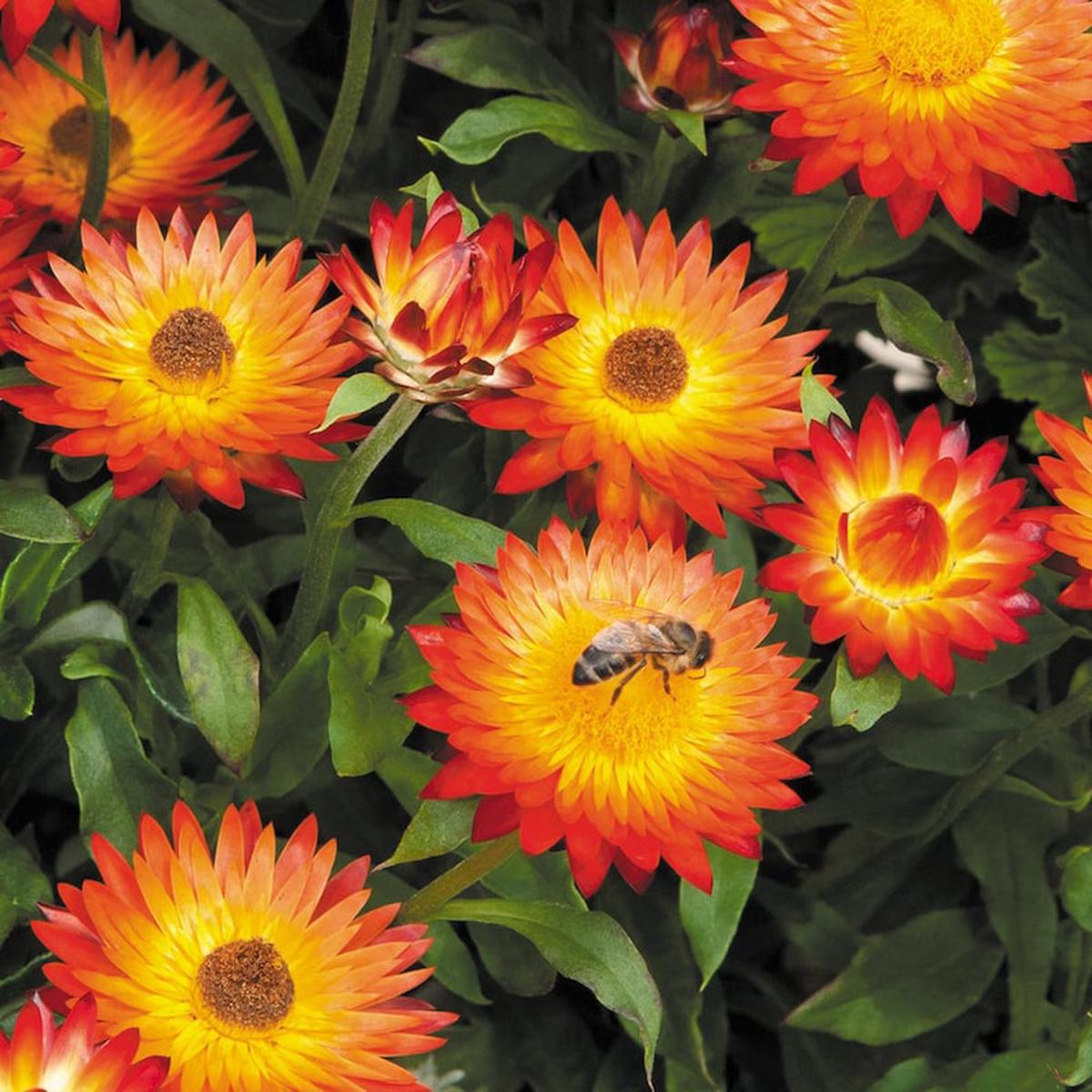 Orange Double Strawflower Seeds for Planting  Heirloom, Non-GMO, High Germination Organic Garden Seeds