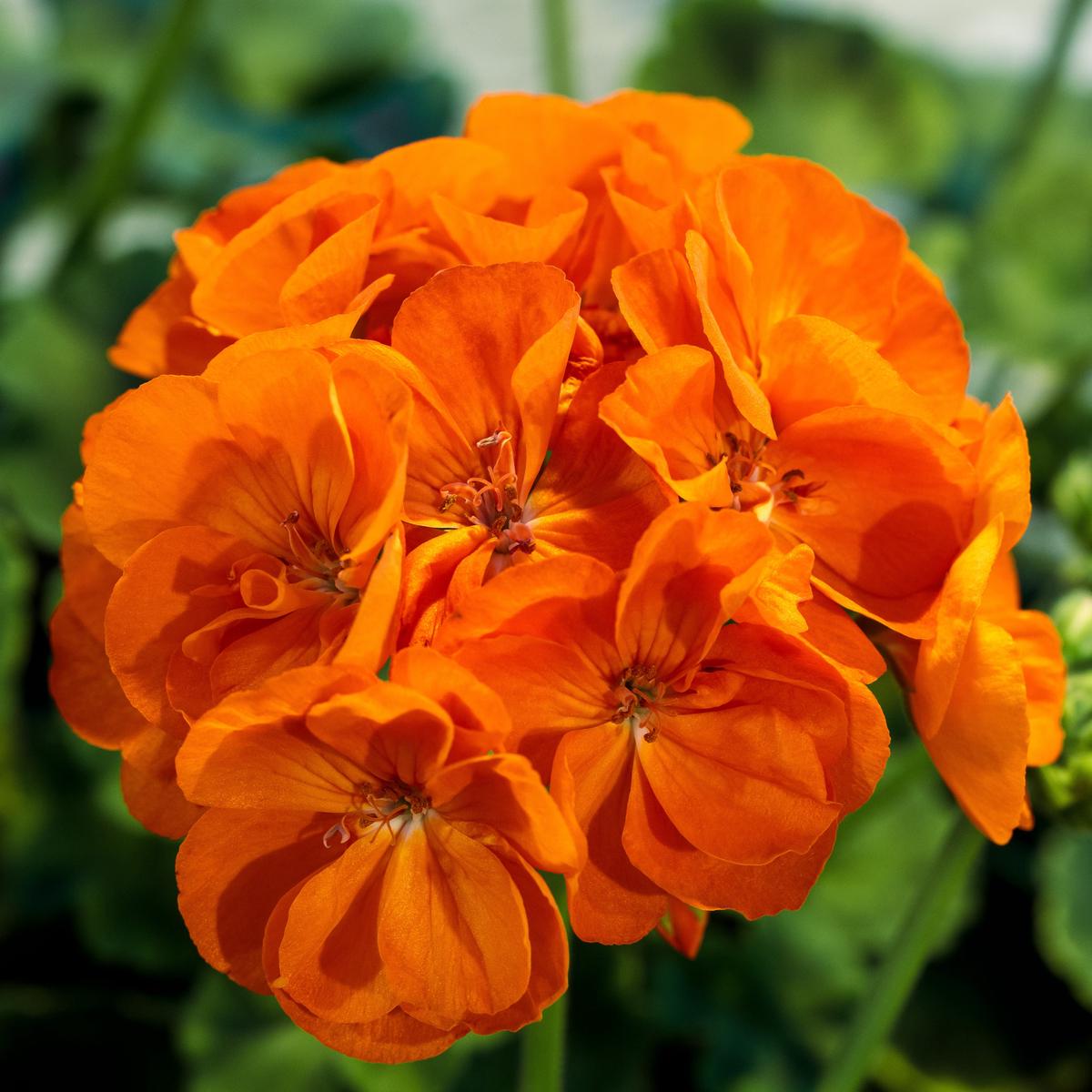 Orange Geranium Zonal Flower Seeds for Planting Heirloom Non-GMO, High Germination Organic Garden Seeds